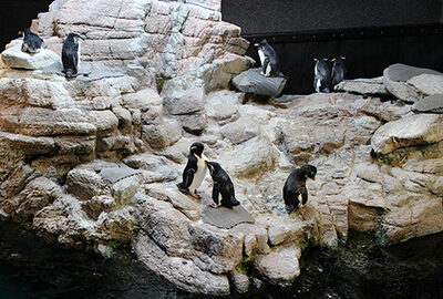Rockhoppers in the Penguin Colony