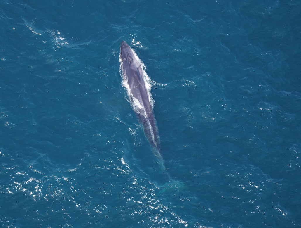 One of several fin whales spotted traveling at the surface.