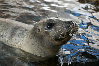 Atlantic Harbor Seal