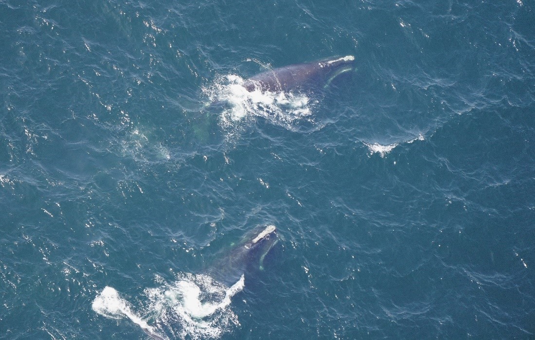 Right whales Herb (Catalog #1250) and Catalog #2920 coordinated feeding south of Martha’s Vineyard.