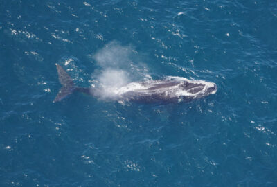 Spring Productivity Draws Large Numbers of Diverse Whales to Marine Monument