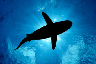 A shark is photographed from below.