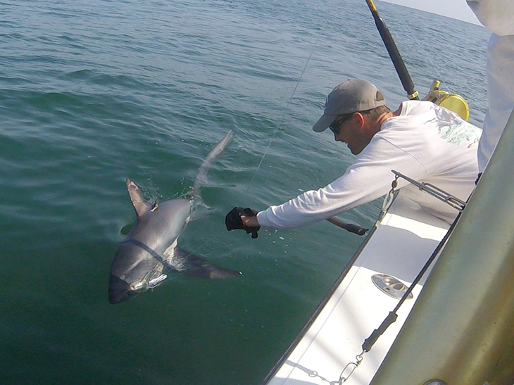 Scientists work to tag a thresher shark.
