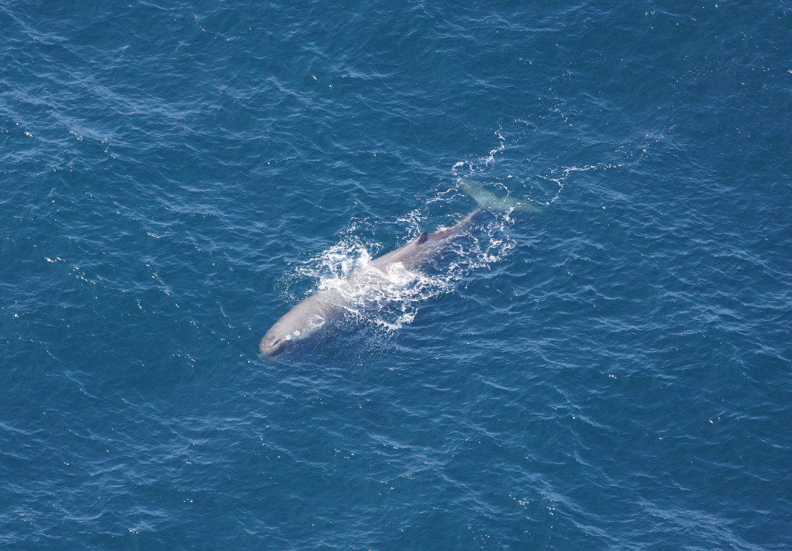 A sperm whale swimming at the surface before diving back down the depths of Oceanographer Canyon.
