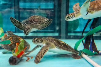 Turtles at our Sea Turtle Hospital practice foraging for food