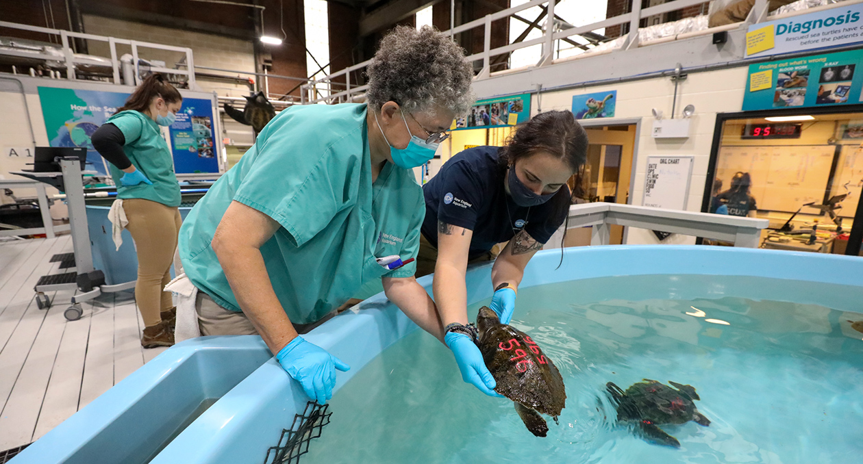 Volunteers and Internships New England Aquarium