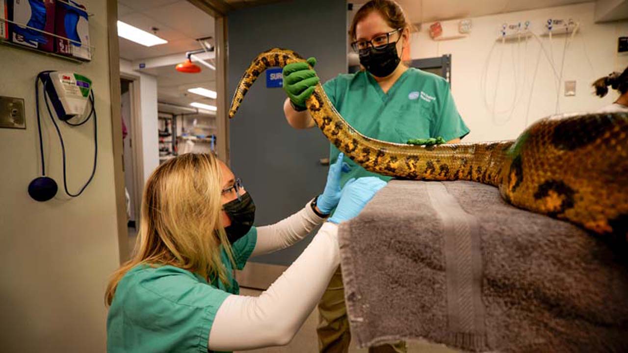 Alyssa is in the foreground of the photo, examining an anaconda on a medical table.