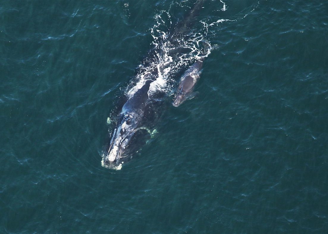 Right whale #2614 accompanied by her calf