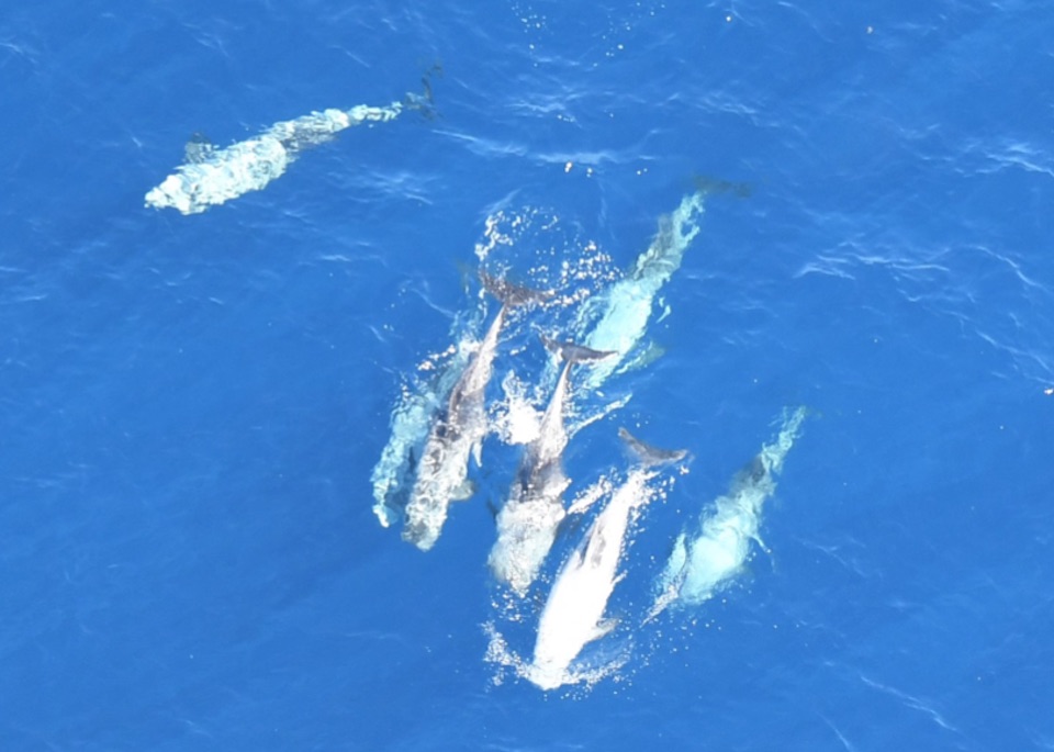 Subgroup of Risso’s dolphins