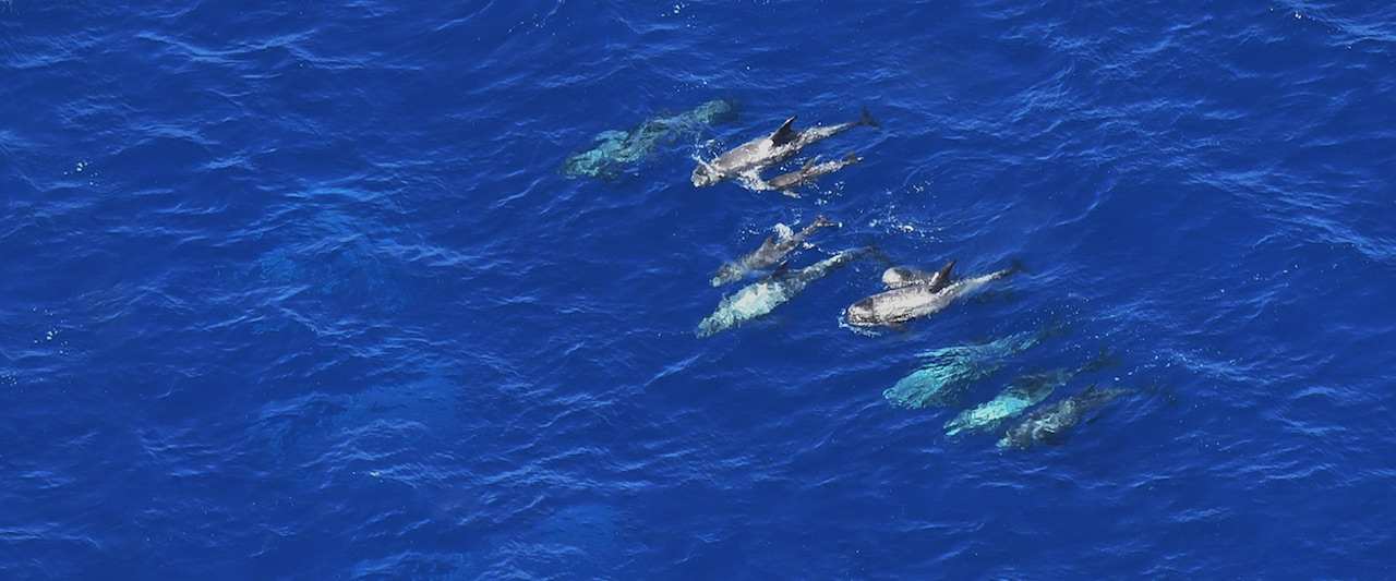 Pod of dolphins in open water