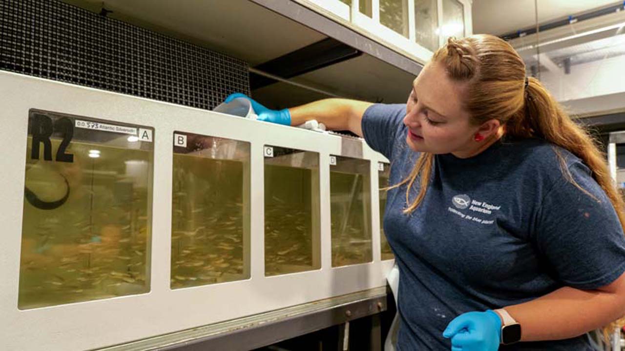 Laura looks at a tank of larval fish. She's wearing a blue New England Aquarium shirt.