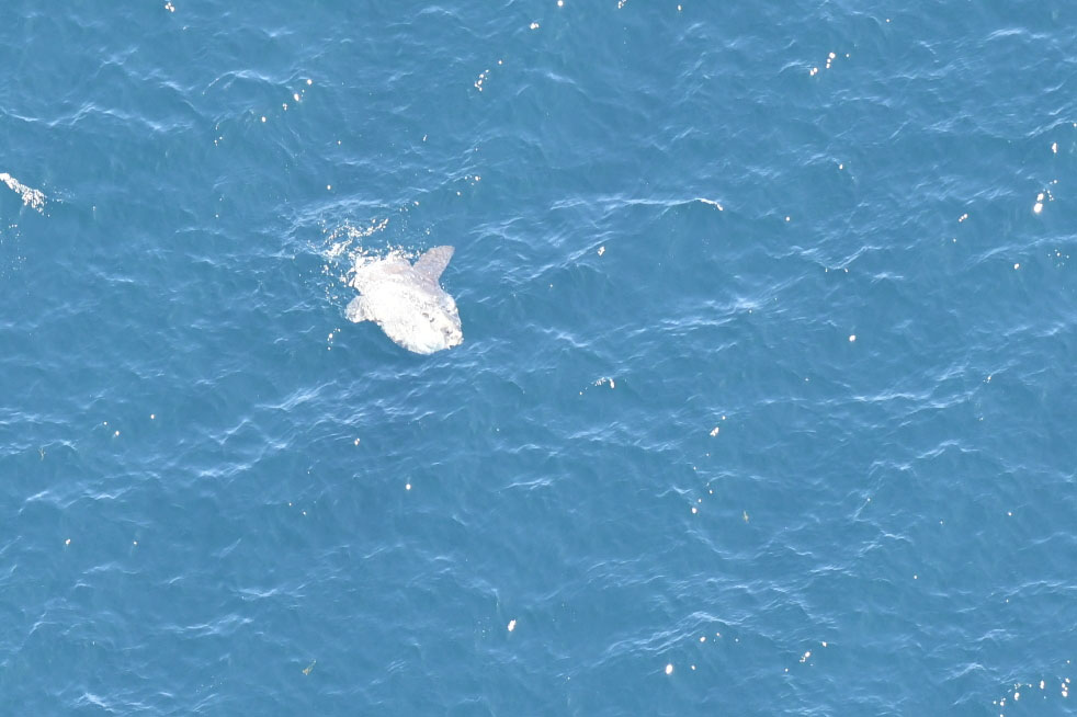 An ocean sunfish (Mola mola).