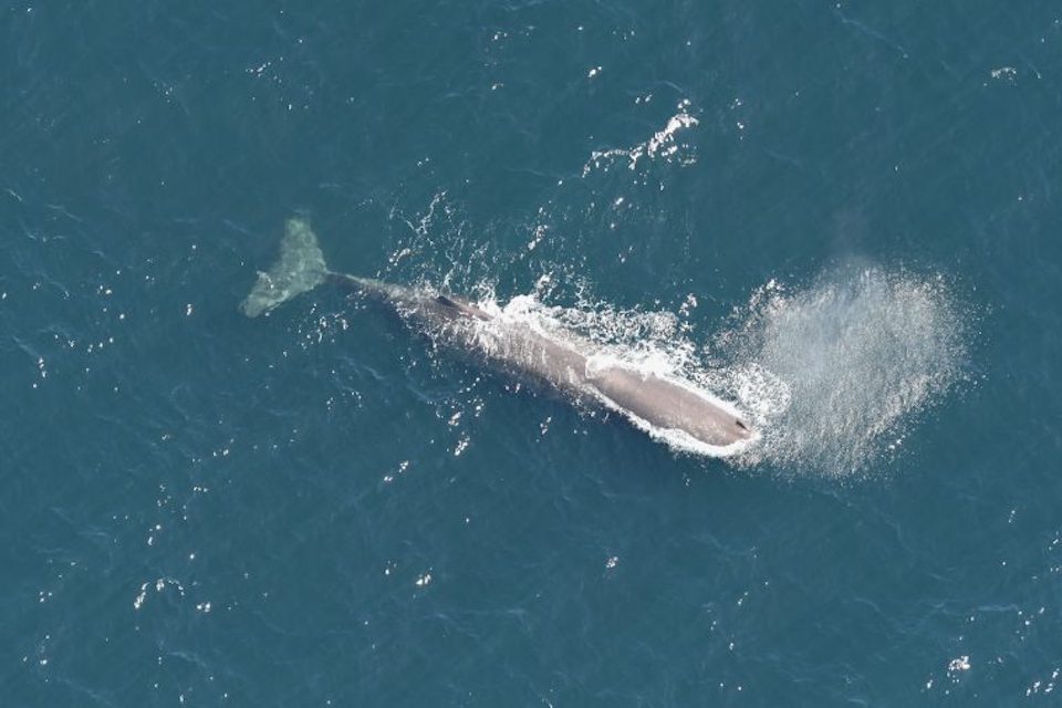 A sperm whale (Physeter macrocephalus).