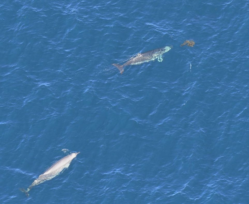 Beaked whales in open water