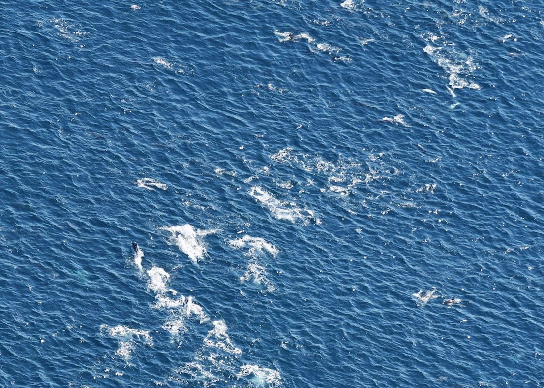 A superpod of approximately 250 common dolphins was spotted in the Northeast Canyons and Seamounts Marine National Monument