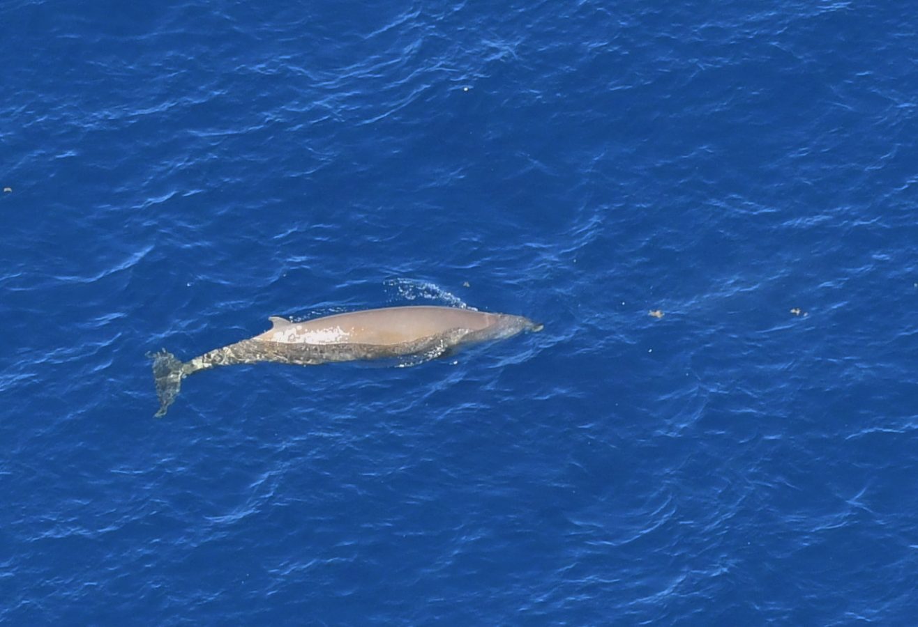 Single Cuvier's beaked whale in open water