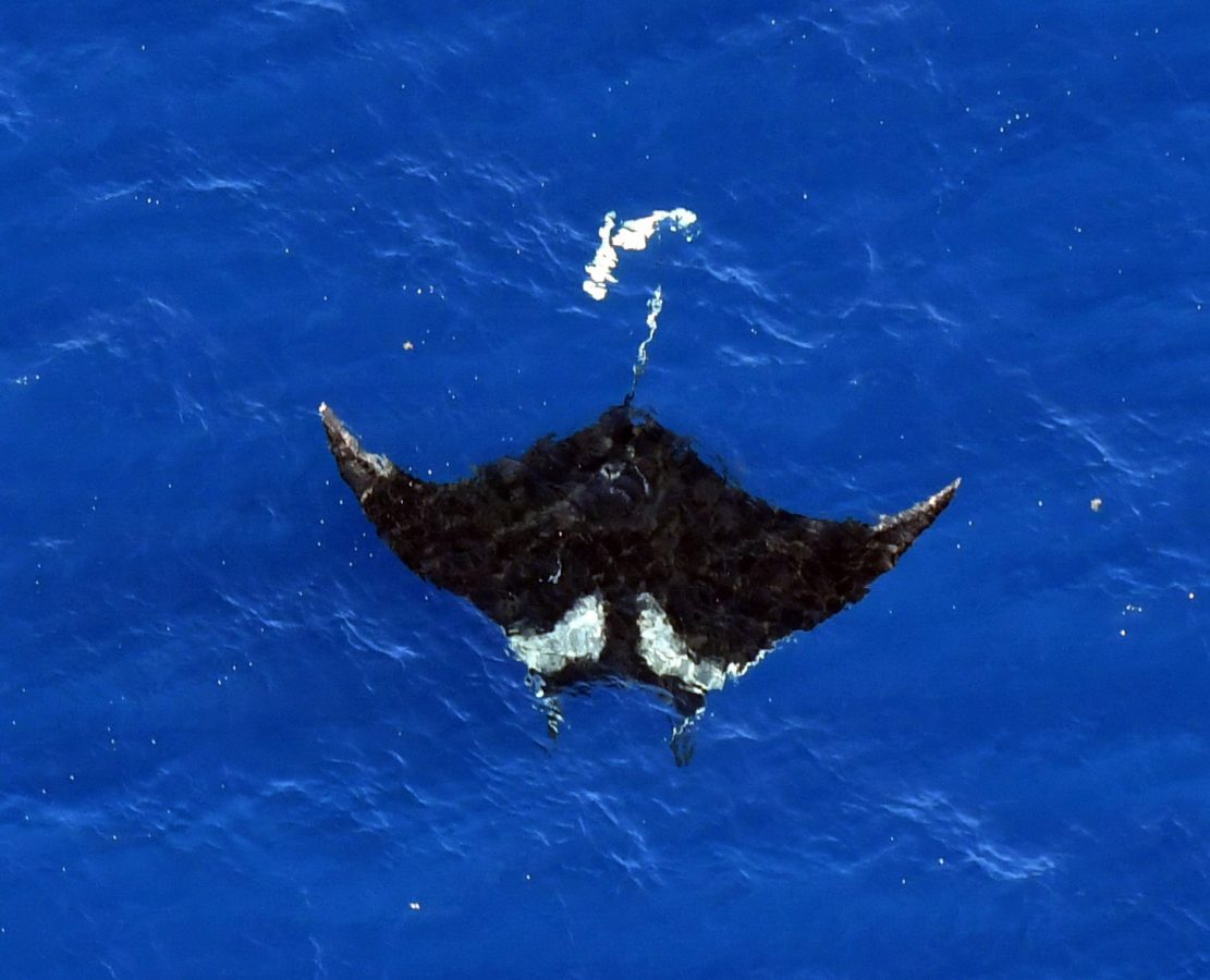 Single giant manta ray