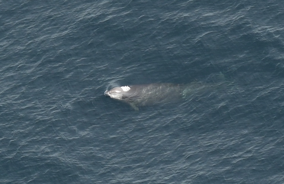 Whale in open water