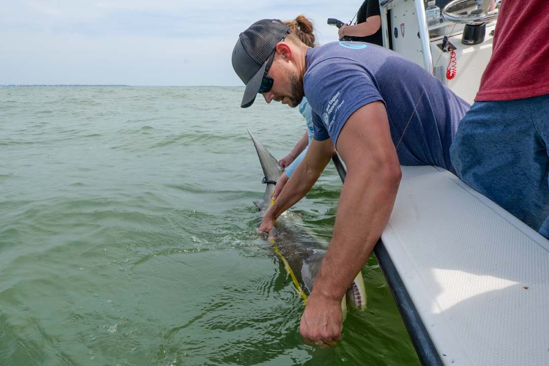 Recreational Shark Fishing  American Shark Conservancy