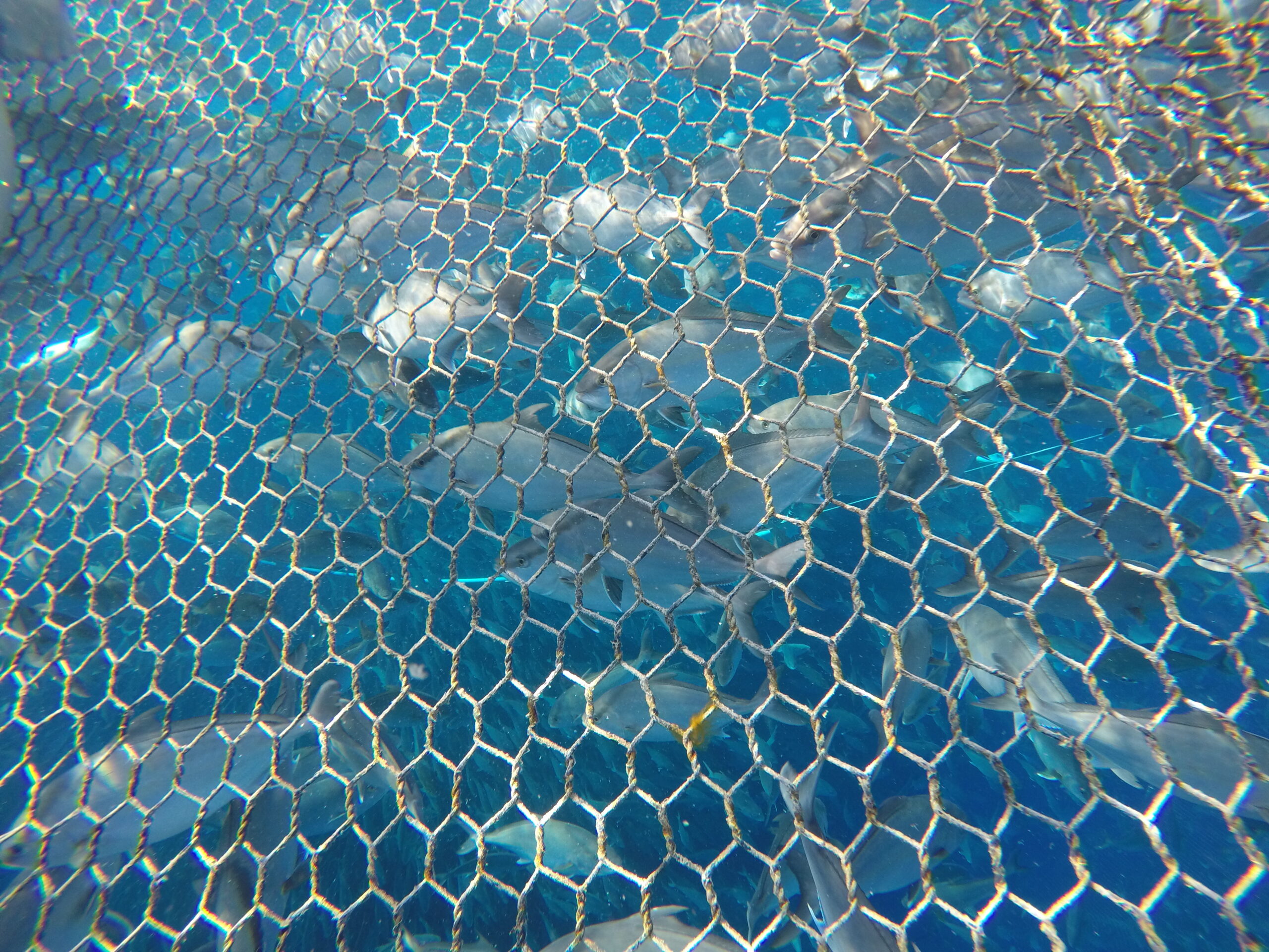 A photo of fish underwater behind a net