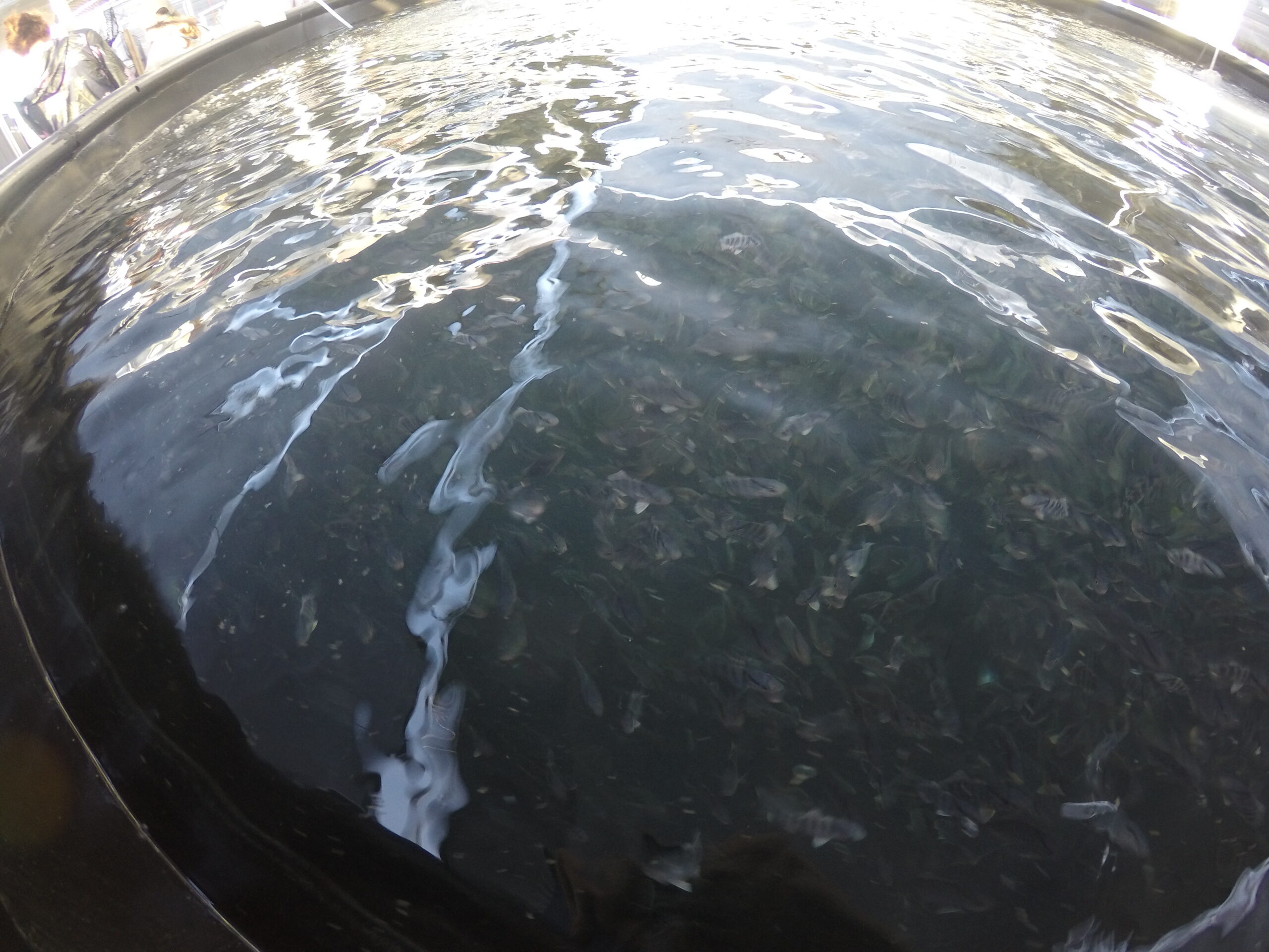 A tank full of juvenile kampachi fish, viewed from above