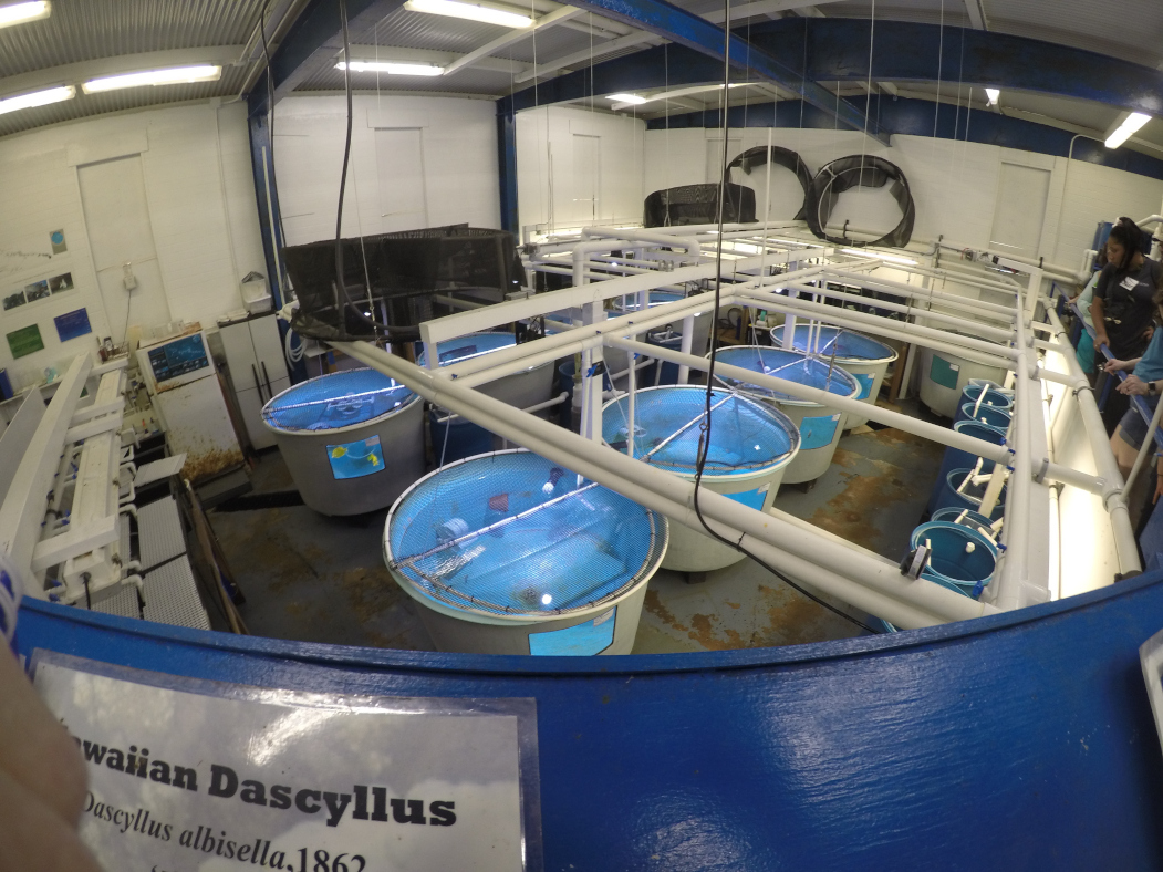 A lab for rearing ornamental fish