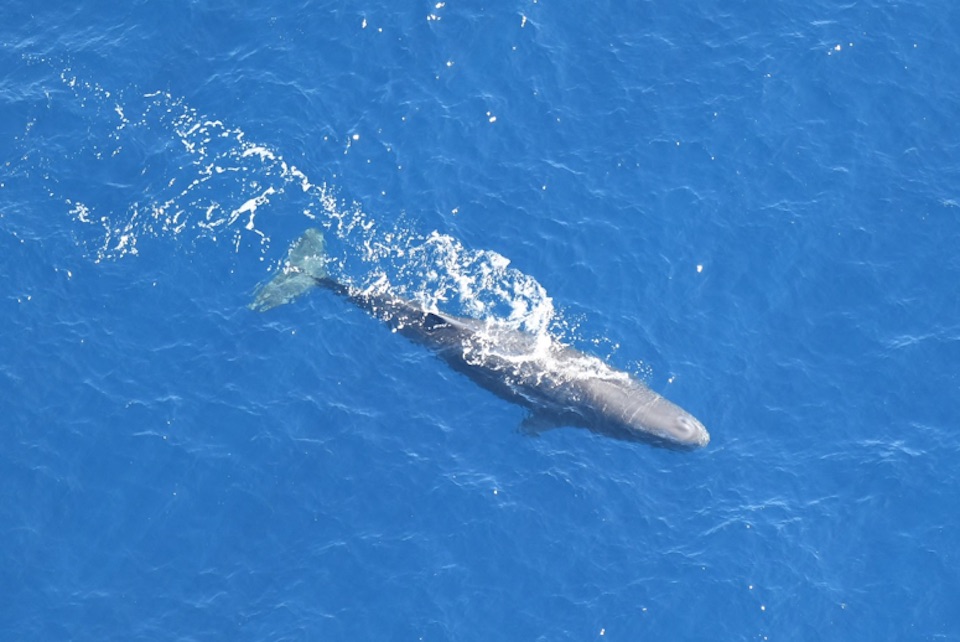 sperm whale swims in open water