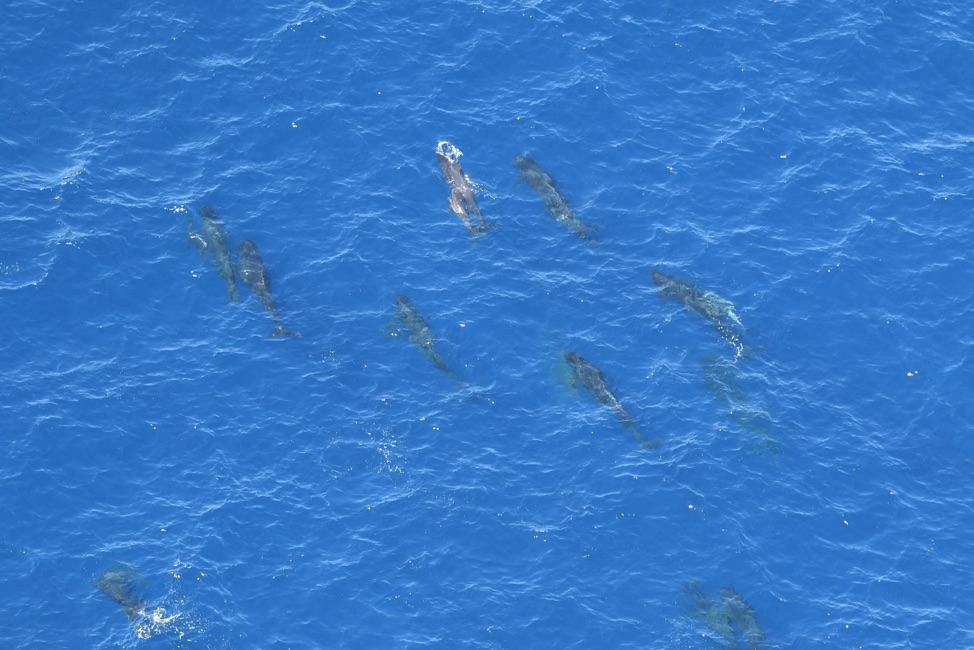 Pod of pilot whales with calves