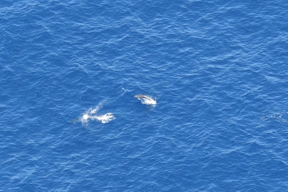 Two dolphins leaping in open water