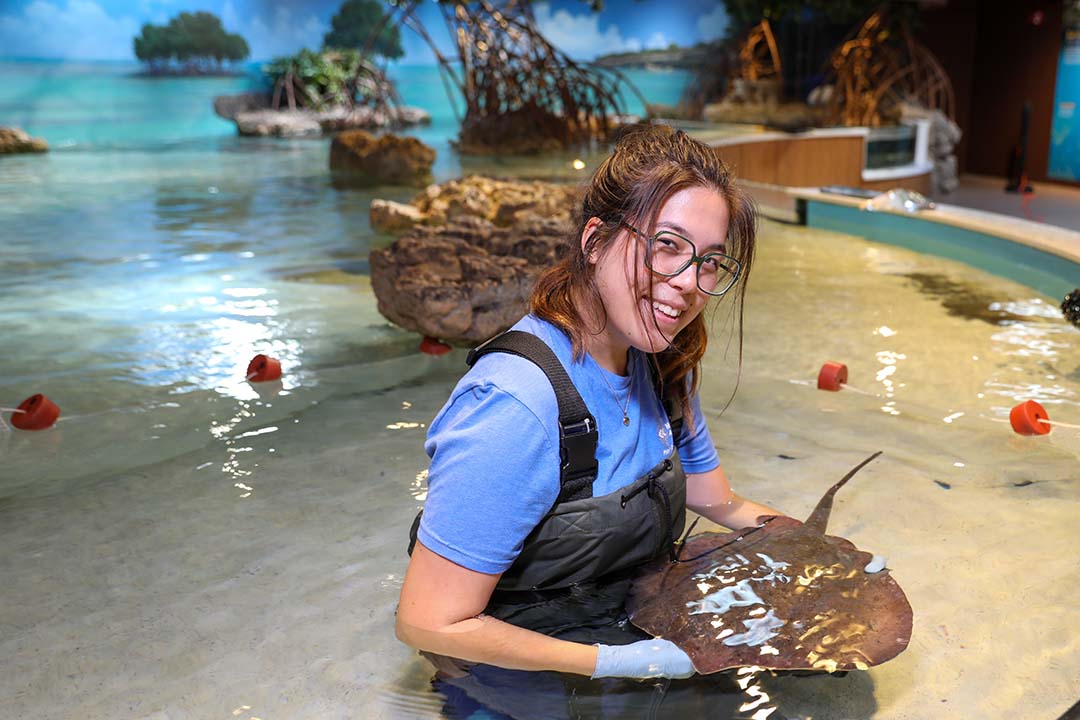 Rachel is kneeling in the water in the touch tank, wearing a pair of gaiters. She's holding a ray in her lap in the water.