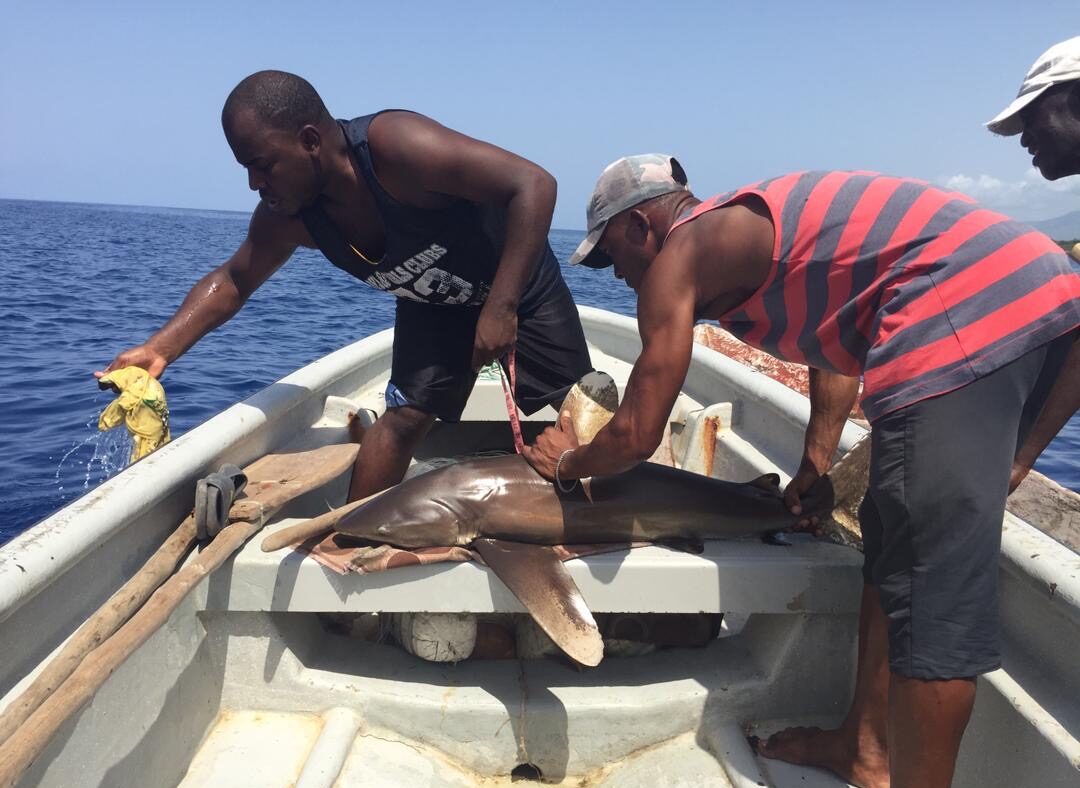 Two men tending to a small shark laying on a bench on a boat