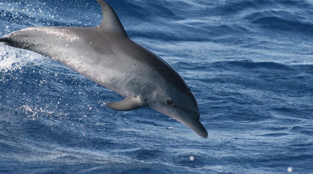 Spotted dolphin jumping