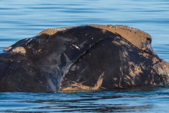 right whale surfacing