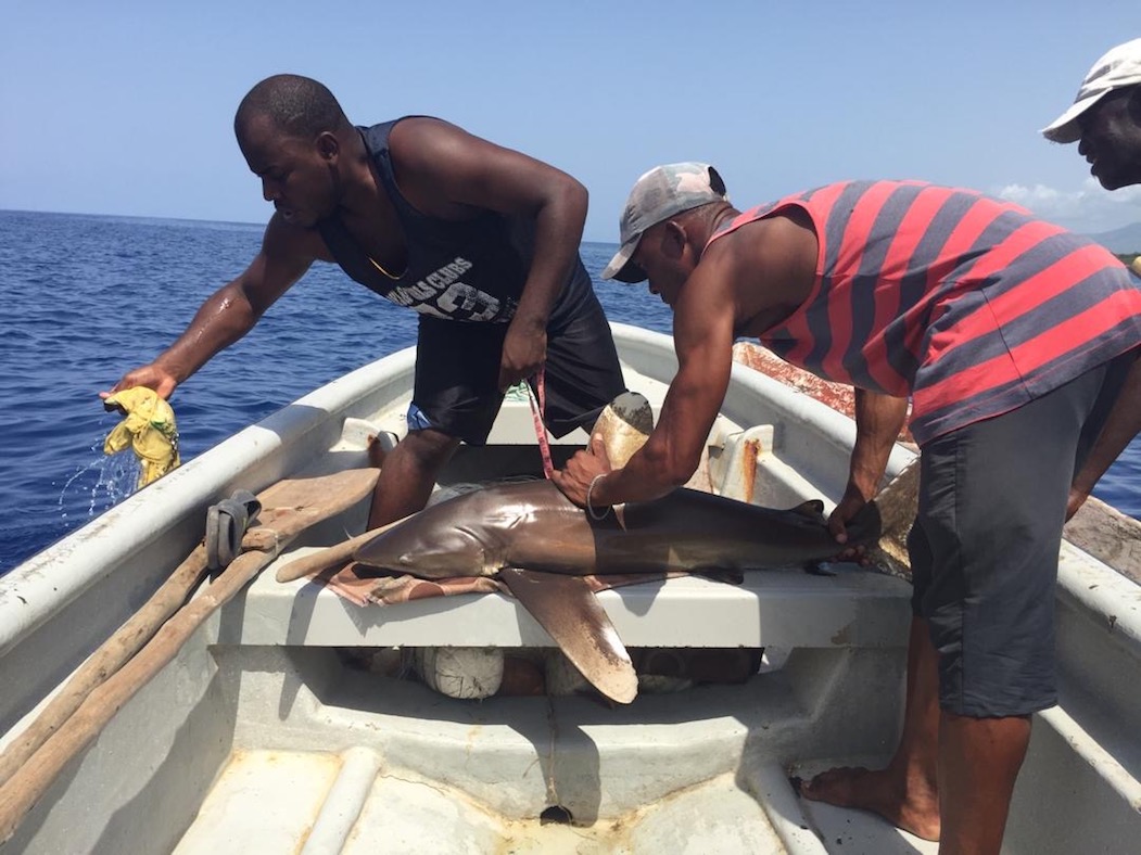 Notre équipe, comprenant des pêcheurs locaux, aide à mesurer, retirer l'hameçon et relâcher un juvénile requin océanique.
