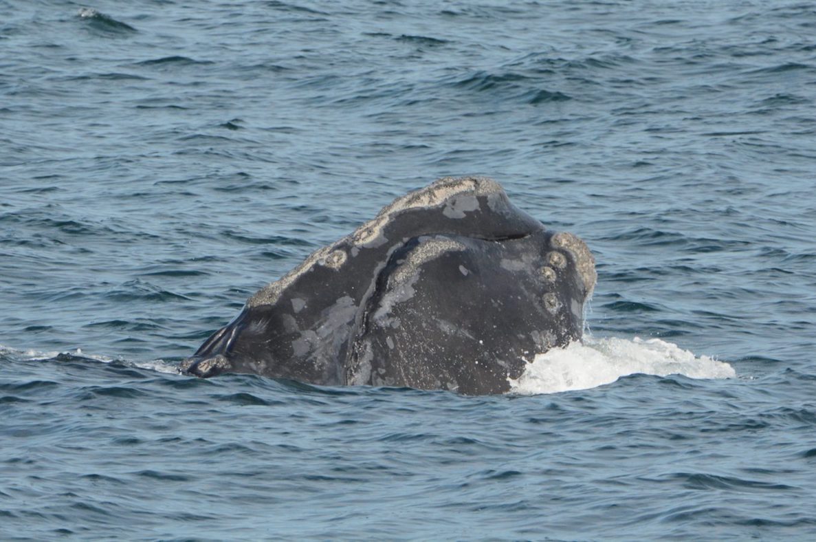Whale raising head out of the water