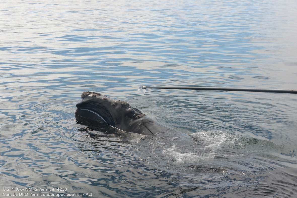 black pole extending towards a whale in open water