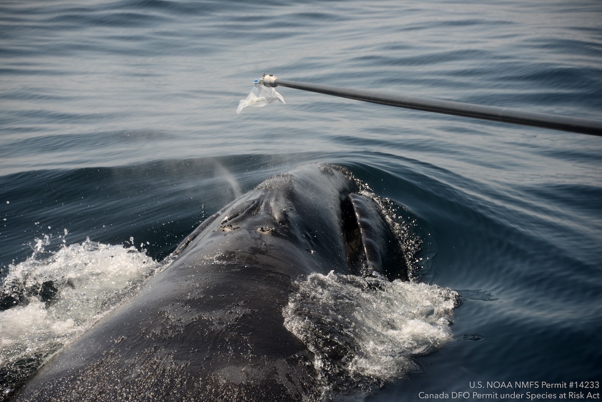 outstretched pole over a whale in open water