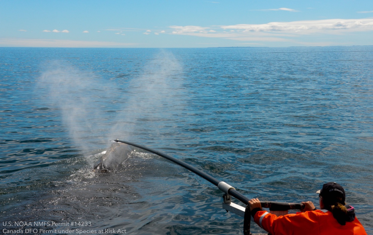 person extending a long rod over the water towards a whale