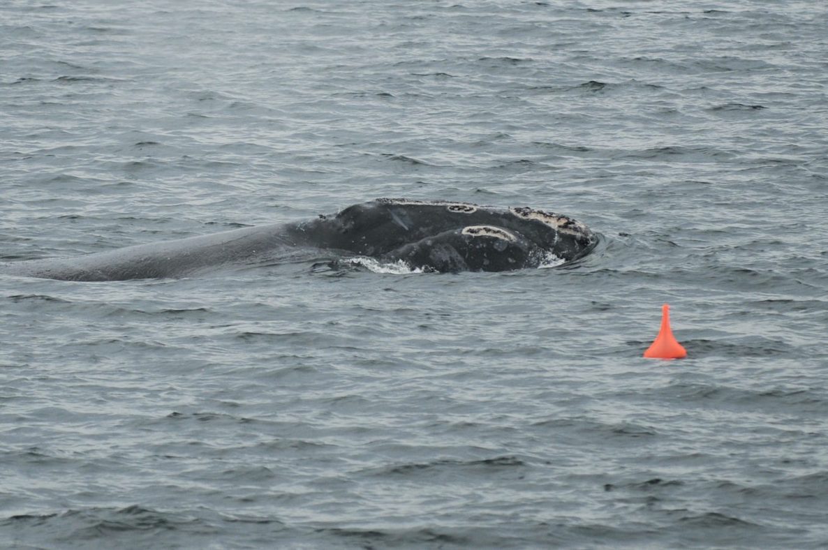 Single right whale next to a small orange buoy