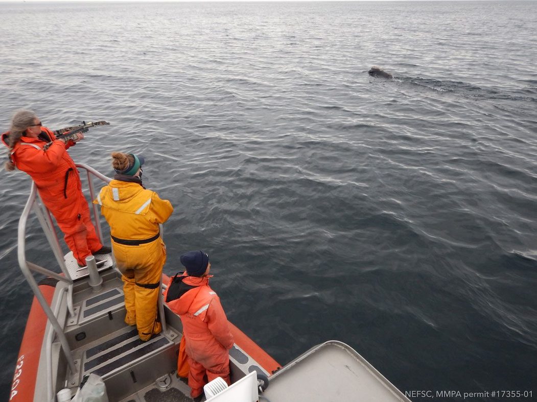 Three people watching a whale from a boat