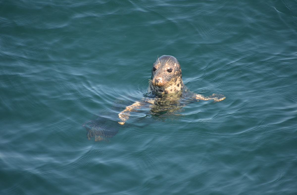 An Atlantic harbor seal swimming.