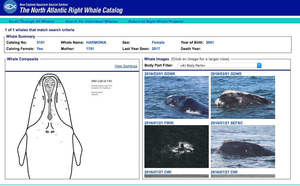 chart showing characteristics and data about a whale