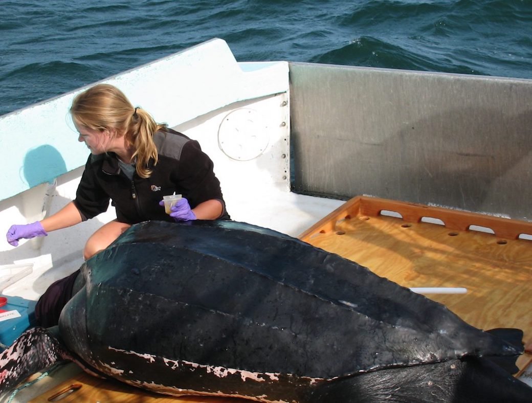 Woman next to a leatherback sea turtle on a platform