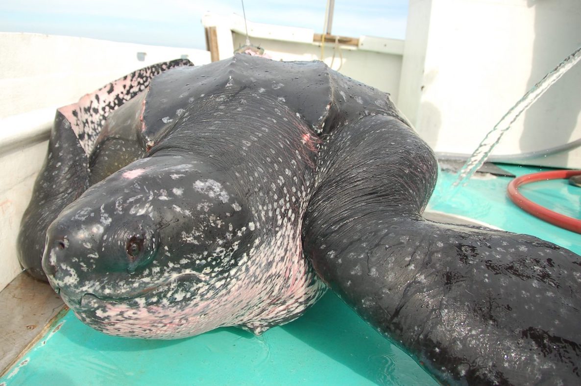 leatherback sea turtle on the deck of a boat