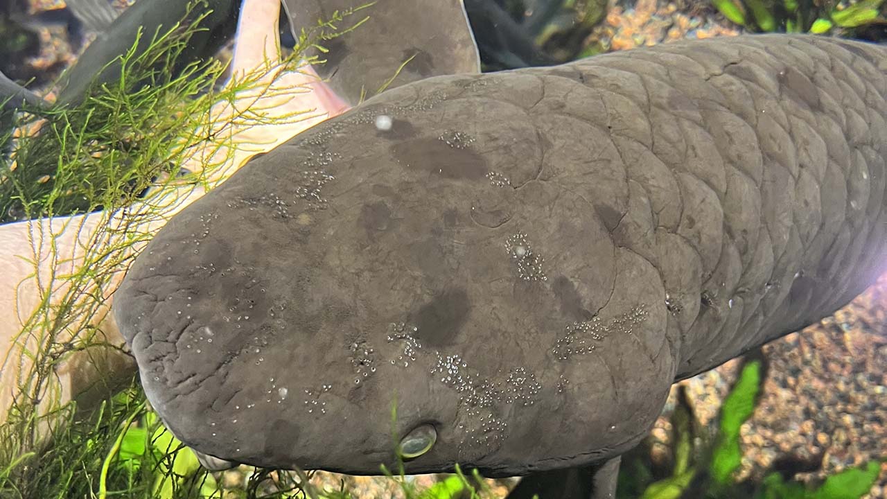 Australian lungfish can live to be 100 years old or more