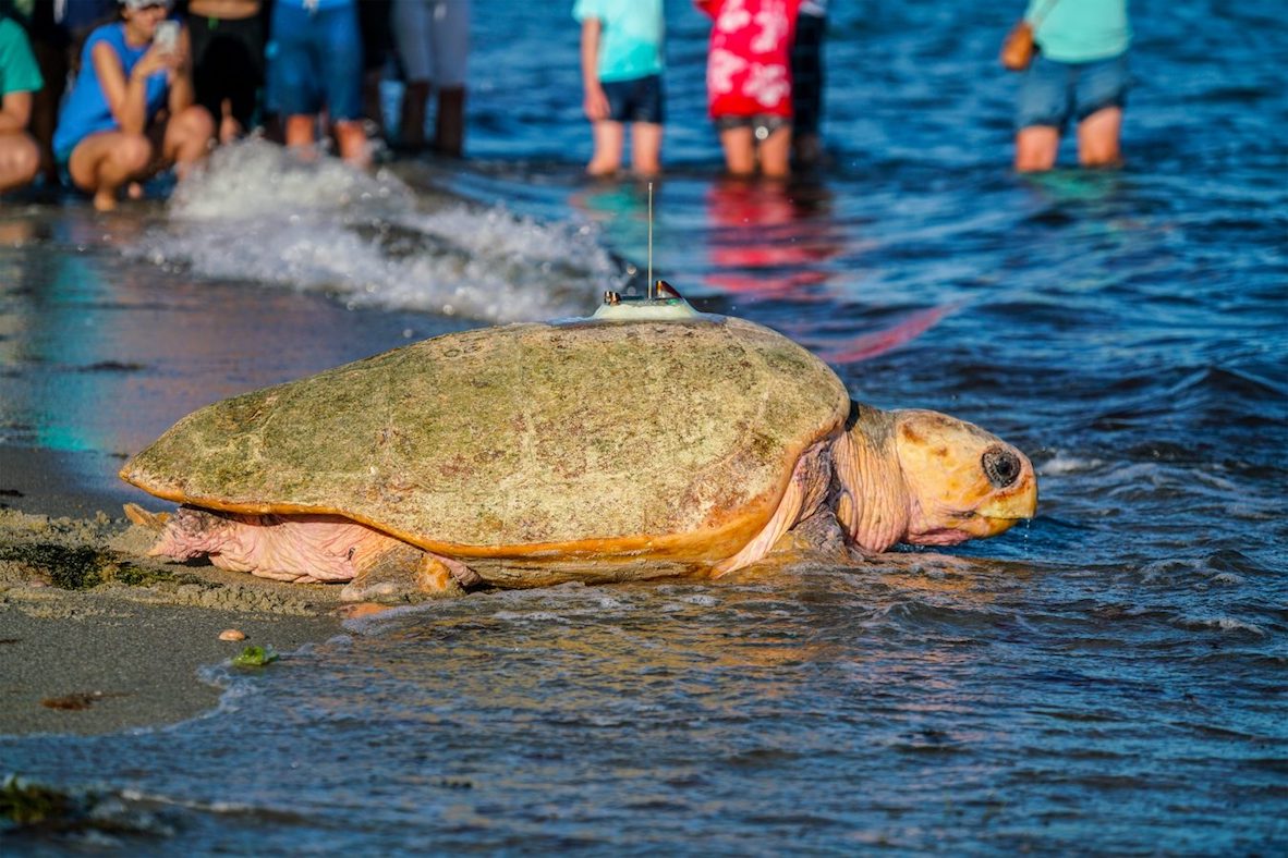 sea turtle entering the water from a beach