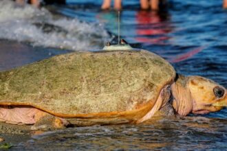 sea turtle enters the water on a beach