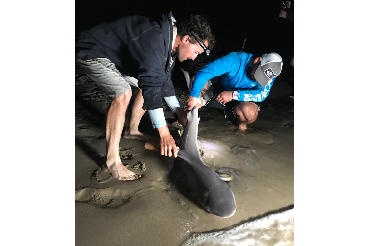 Two men inspecting a shark on the beach at night