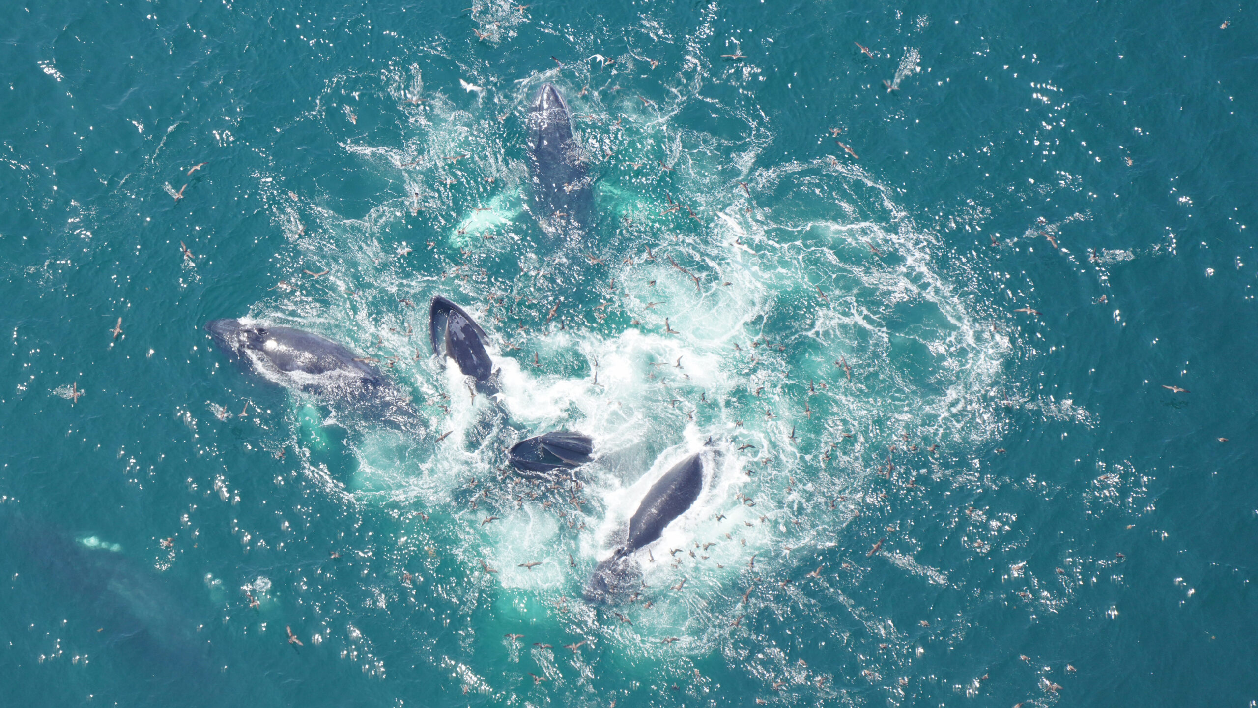 Six humpbacks