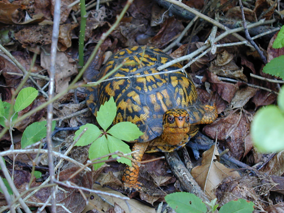 Eastern box turtles are one of several species of turtle that live in New England.